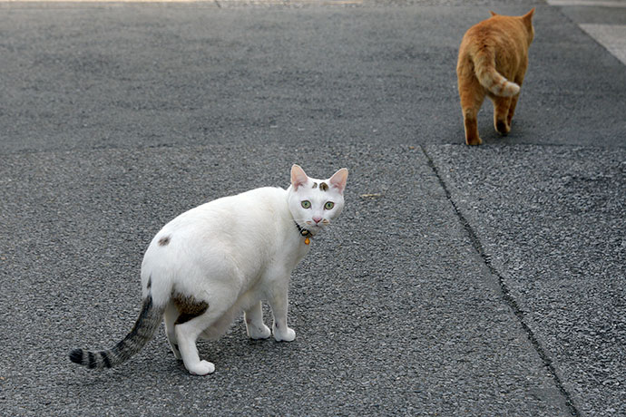 街のねこたち