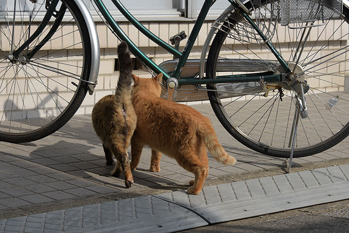 街のねこたち
