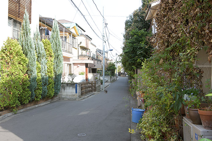 街のねこたち
