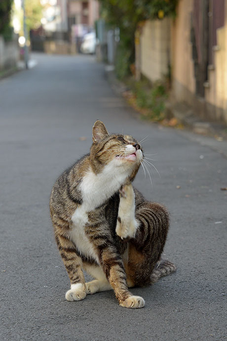 街のねこたち