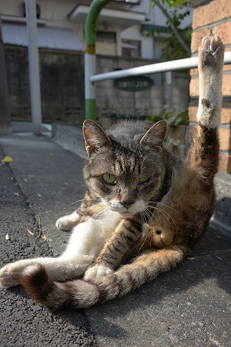 街のねこたち