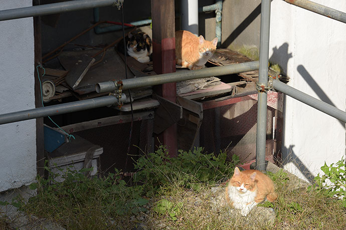 街のねこたち