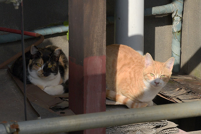 街のねこたち
