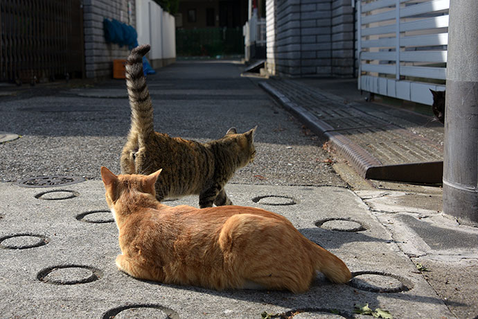 街のねこたち