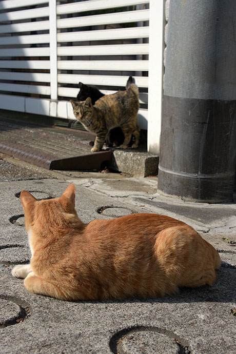 街のねこたち