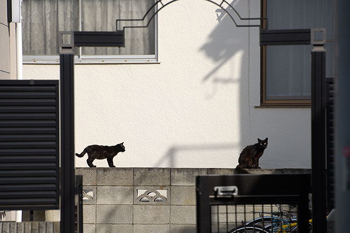 街のねこたち