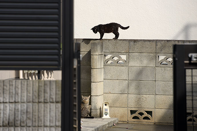 街のねこたち