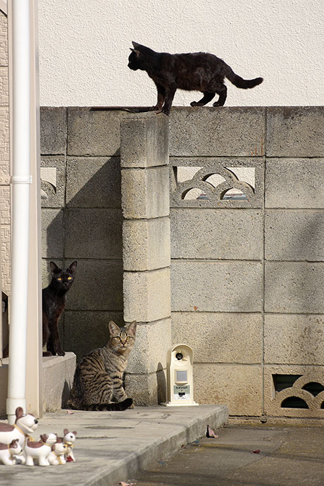 街のねこたち