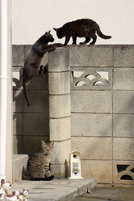 街のねこたち