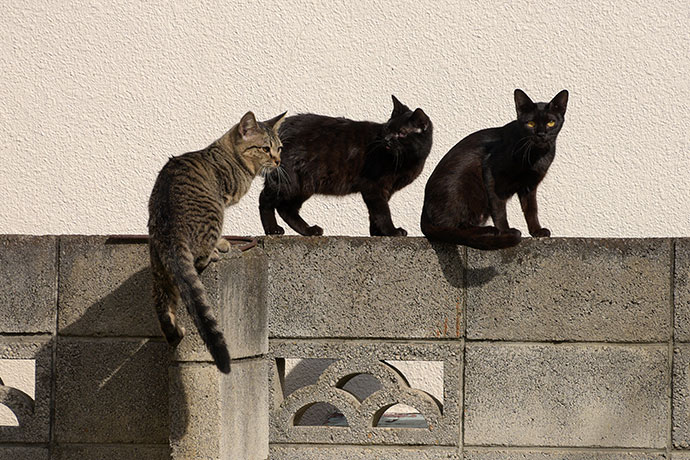 街のねこたち