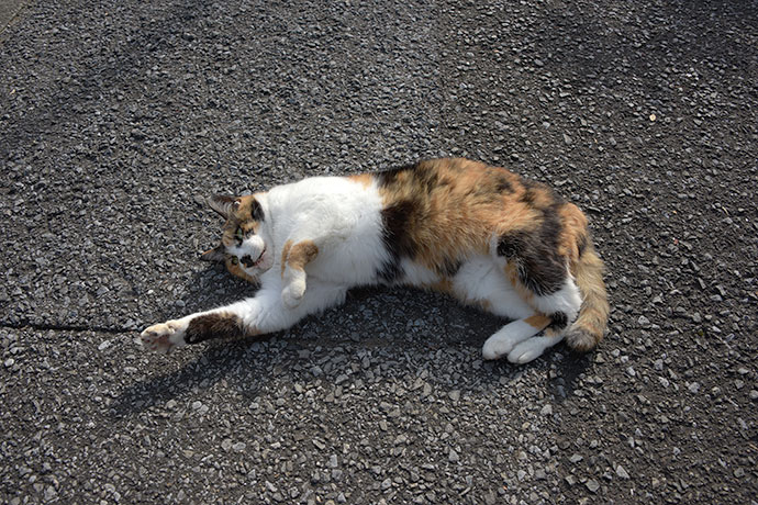 街のねこたち
