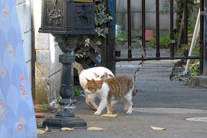 街のねこたち