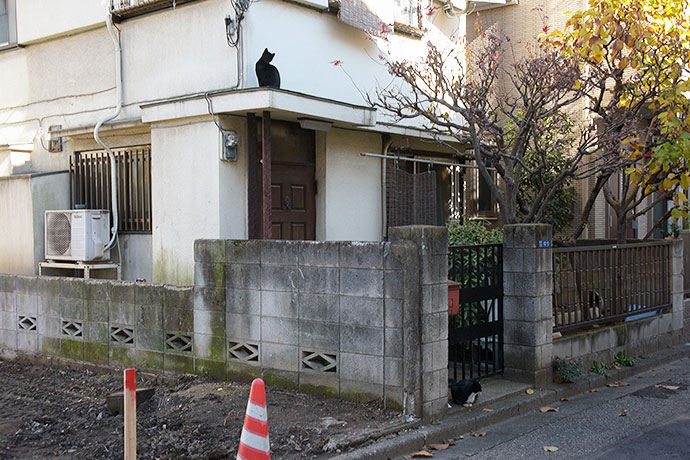 街のねこたち