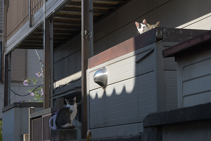 街のねこたち