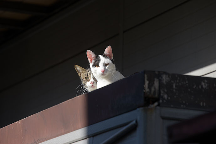 街のねこたち