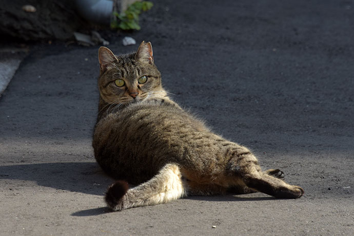 街のねこたち