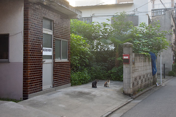 街のねこたち