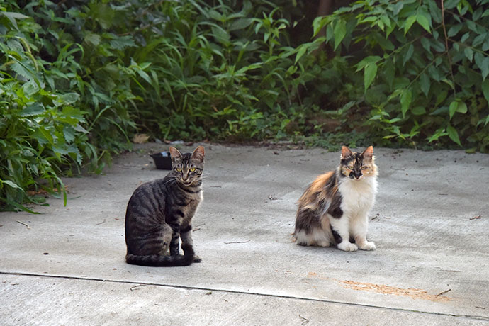 街のねこたち