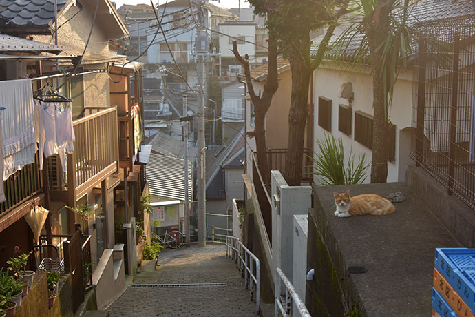 街のねこたち