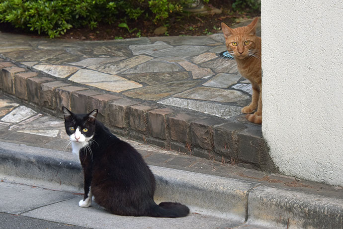 街のねこたち