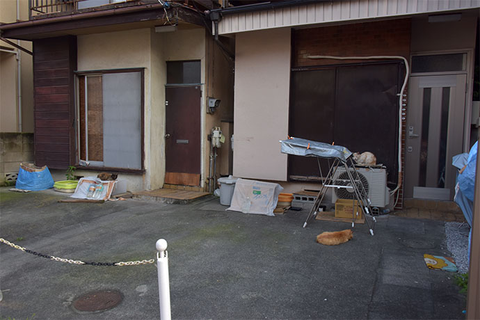 街のねこたち