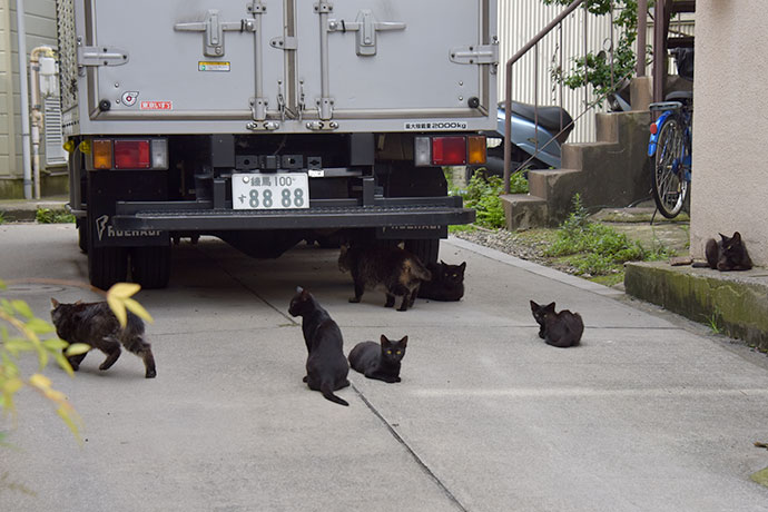 街のねこたち