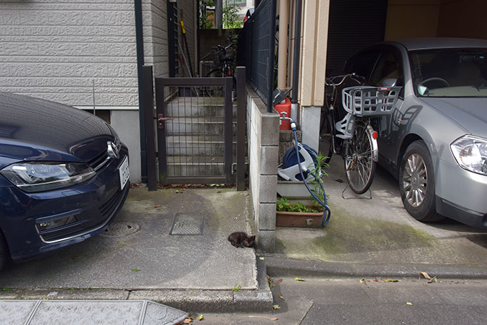 街のねこたち