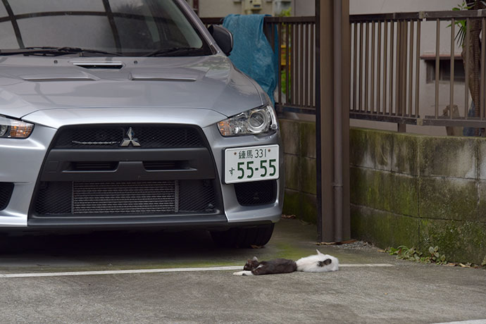 街のねこたち