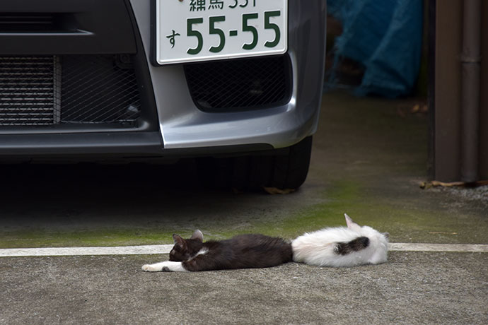 街のねこたち