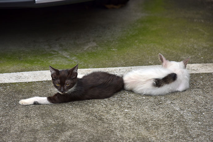 街のねこたち