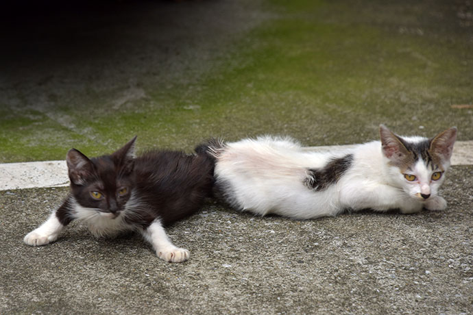 街のねこたち