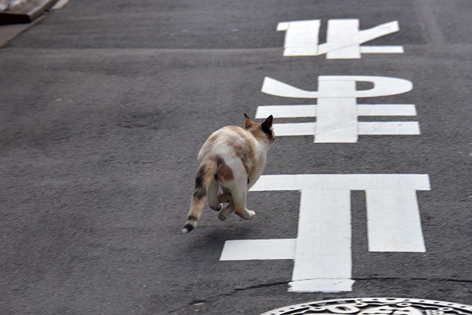 街のねこたち