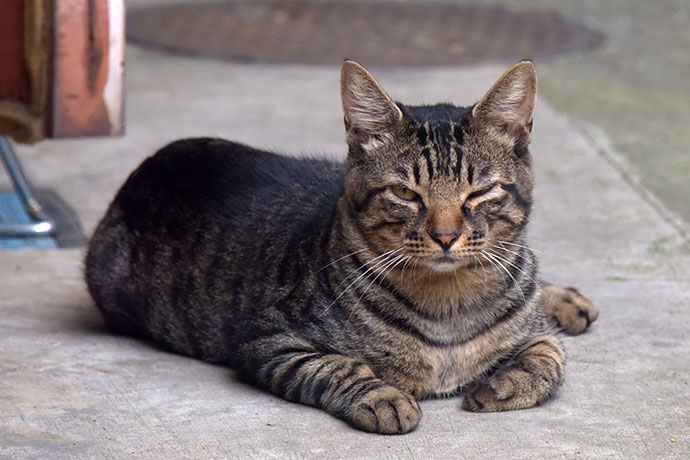 街のねこたち