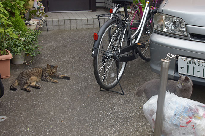 街のねこたち