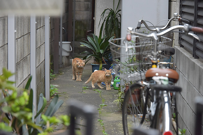街のねこたち