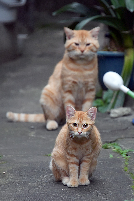 街のねこたち