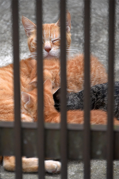 街のねこたち