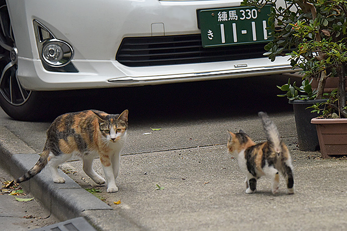 街のねこたち