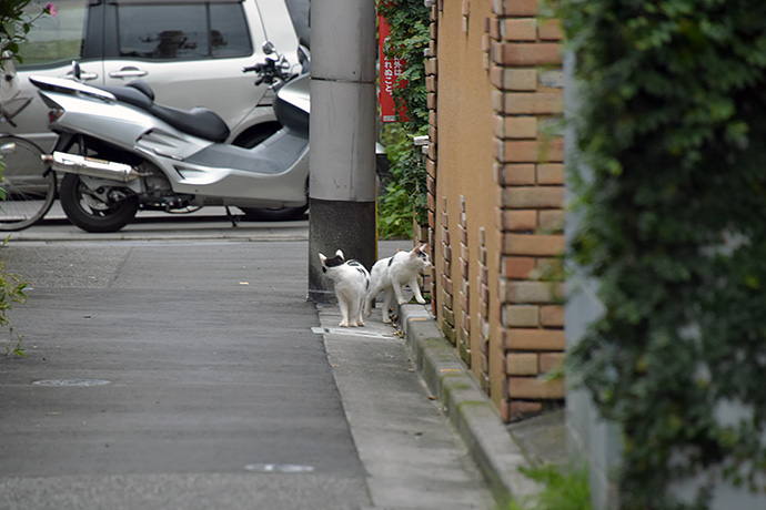 街のねこたち