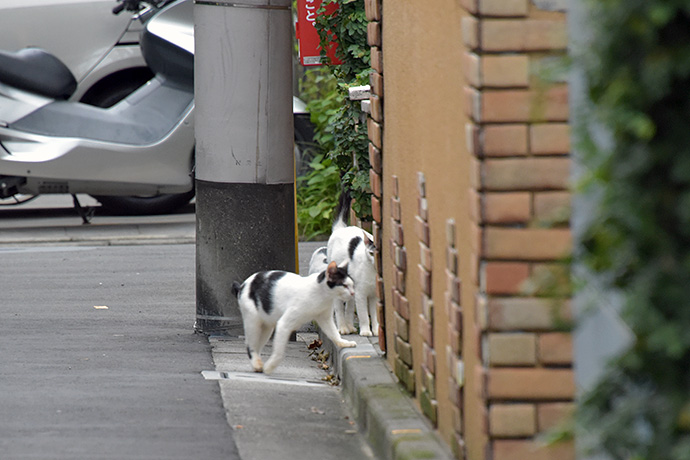 街のねこたち