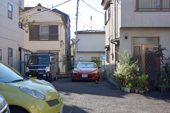 街のねこたち