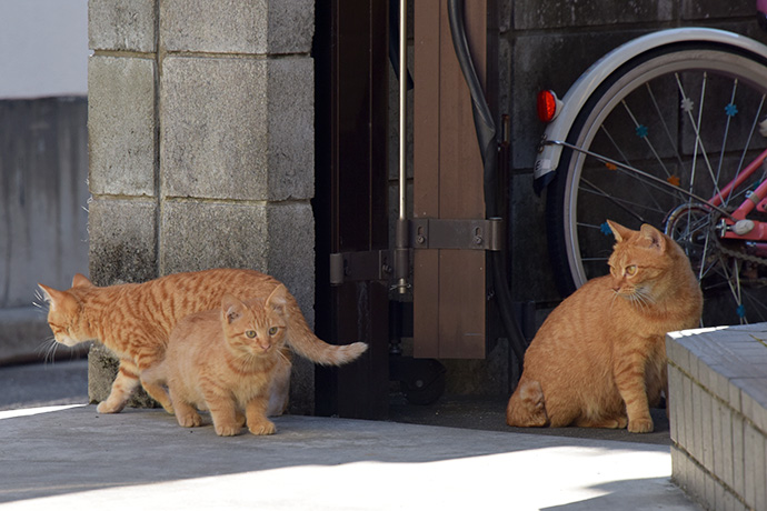 街のねこたち