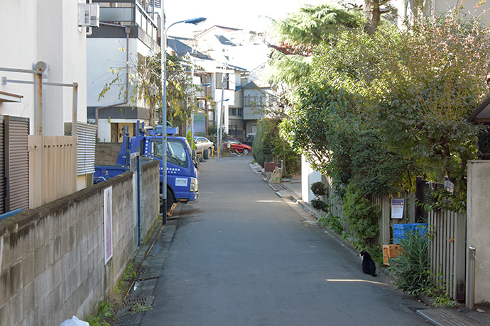 街のねこたち
