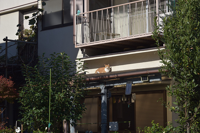 街のねこたち