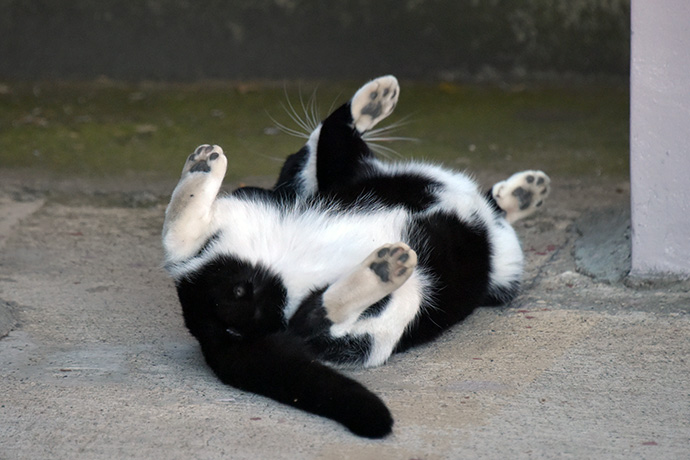 街のねこたち