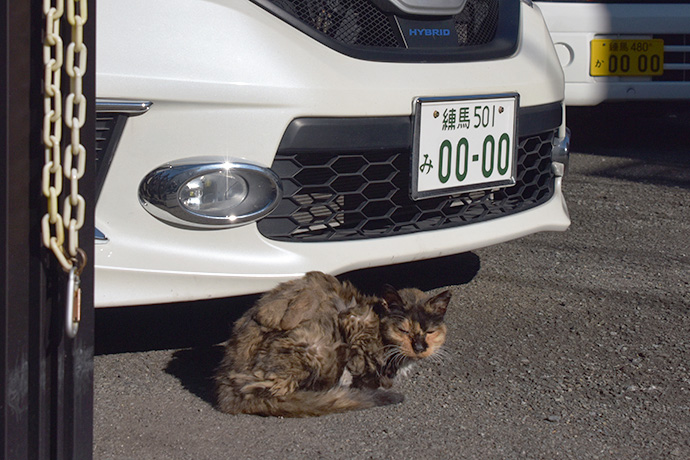 街のねこたち