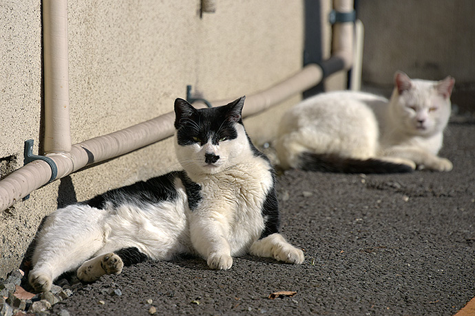 街のねこたち