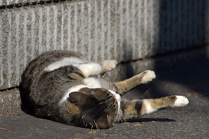 街のねこたち