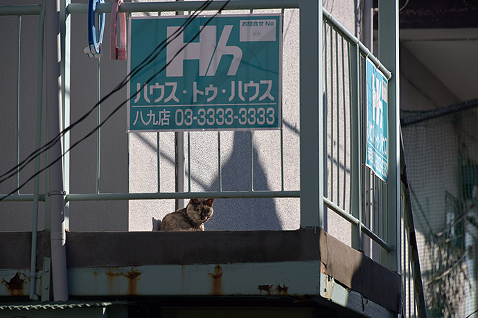 街のねこたち