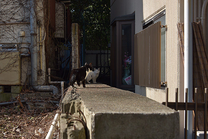 街のねこたち